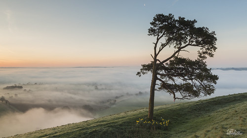 mist southwest fog sunrise canon landscape dawn landscapes hill vale valley lee inversion wiltshire marlborough lonetree pewsey westcountry valeofpewsey martinsellhill martinsell scotspine leefilters canonef24105mml canon5dmarkiii