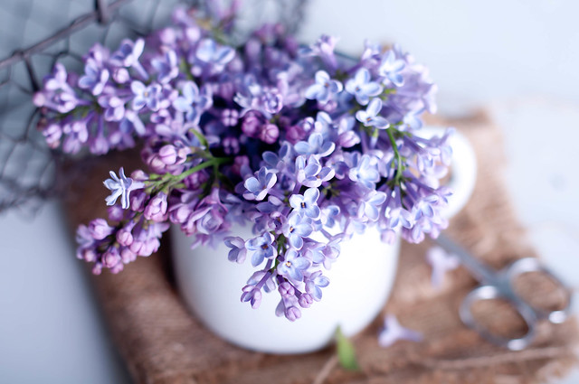 Bouquet of purple lilac spring flowers
