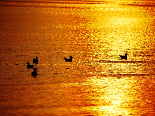sunset seagulls bodensee waterstockachbavariagermany02