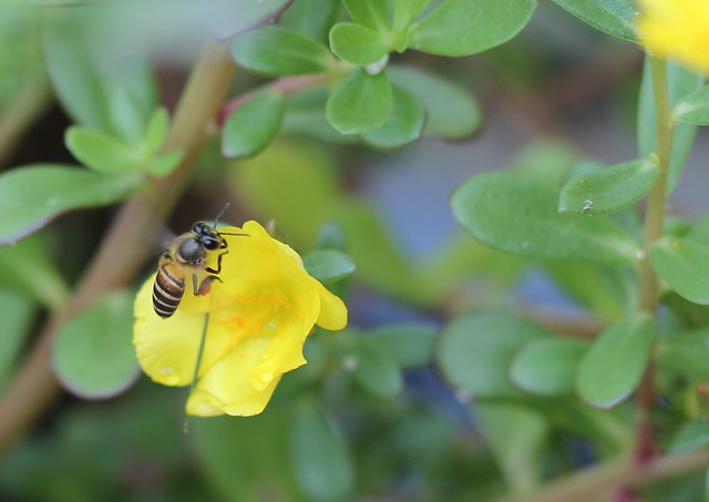 lebah mencari nektar