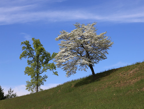 sky cloud white tree grass farm hill lawn wv clendenin benedicthaid
