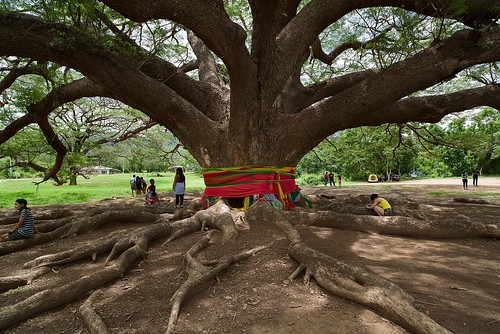 giant kanchanaburi raintree