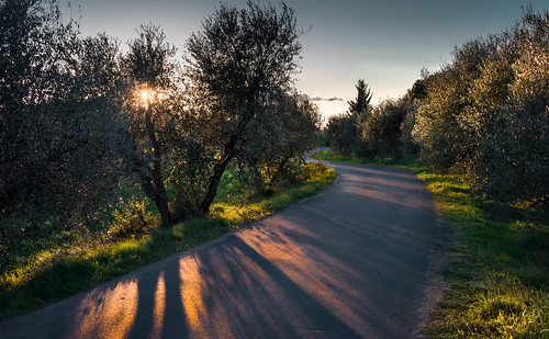road street italien trees light sunset italy evening licht nikon pattern shadows sonnenuntergang tuscany toscana sunrays bäume schatten sonnenstrahlen weg olivetrees d800 montaione olivenbäume strase