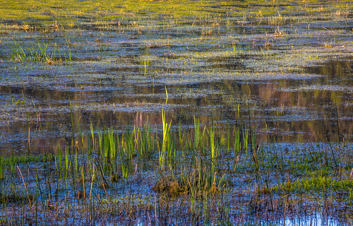 morning lake nature water grass sunrise slovenia slovenija karst intermittent cerknica