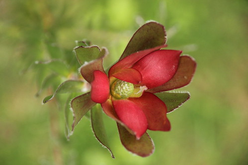 flower colombia flor protea leucadendron cundinamarca tabio safarisunset ambiro ambiró