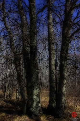 trees sisters michigan birch barrens spreadeaglebarrens