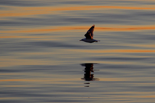 sunset sea reflection nature water colors reflections fly flying outdoor seagull gull