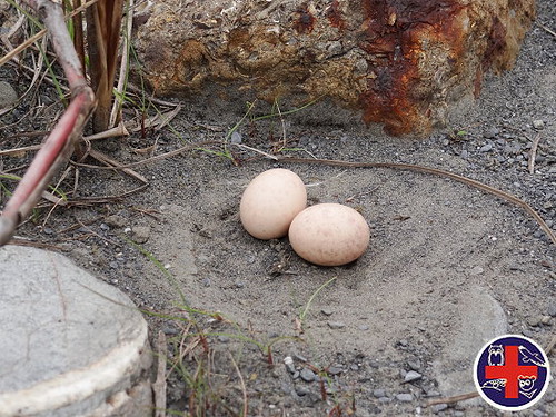 夜鷹每窩產下兩顆蛋。圖片來源：野生動物急救站