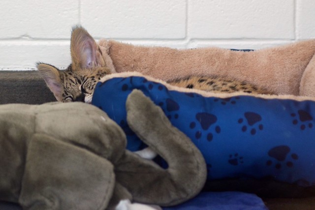 Napping With Plush Animals