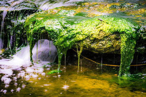 water rock austin us waterfall moss texas unitedstates slime zilkerbotanicalgardens