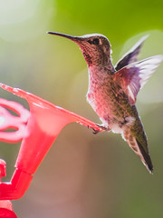C) Hummingbird