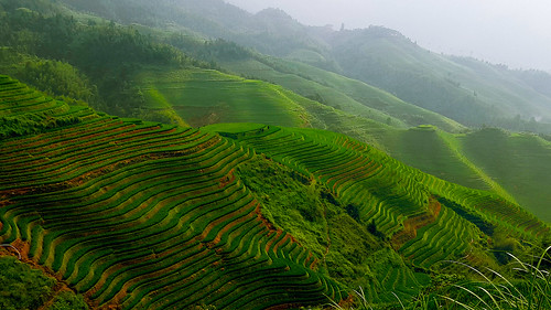 china mountain verde green sunrise harvest amanecer cosecha montaña riceterrace longsheng longji dazhai filas hileras dragonbackbone ghanxii