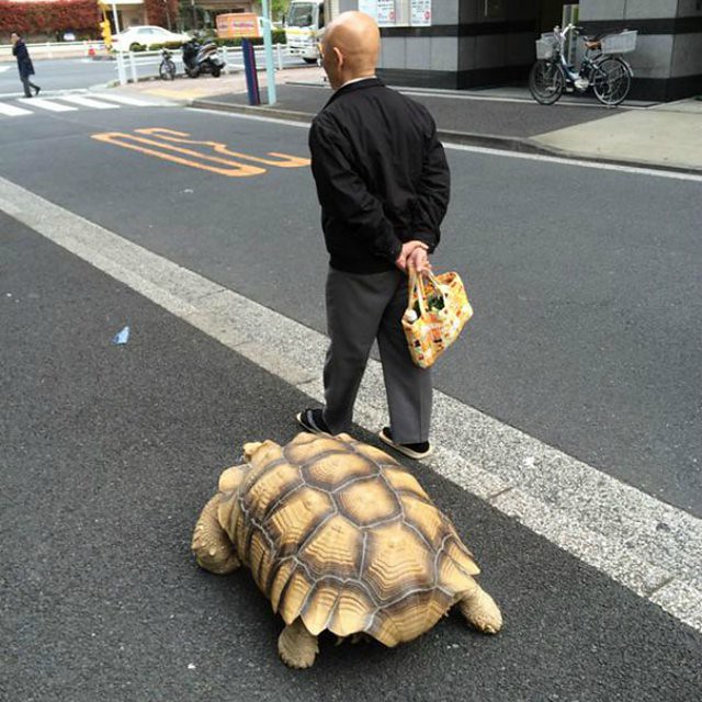 anciano-paseando-tortuga-sulcata-tokio-japon-4