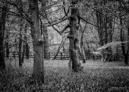 wood trees england woodland blackwhite unitedkingdom sony gb sway southoxfordshire a99 sonyalpha andyhough southoxfordshiredistrict slta99v andyhoughphotography sadlerswood