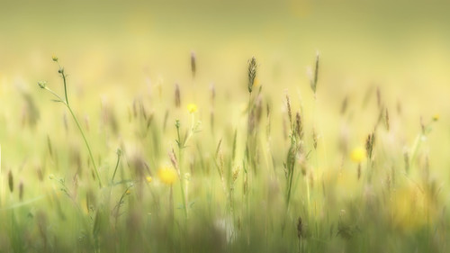 morning flowers wild green field grass yellow dawn spring sweet farm sony meadow meadows melrose worcestershire vernal buttercups a99 worcestershirewildlifetrust