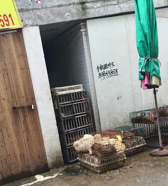 Live dogs and other animals kept in cages in front of Laoning and Liangdi