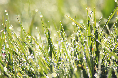 morning cold green nature grass river manchester spring frost dof natural bokeh dew valley blade chorlton mersey