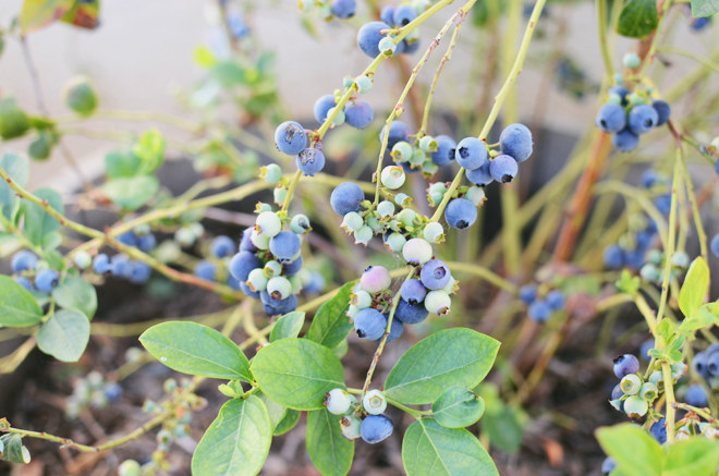 blueberry 2015