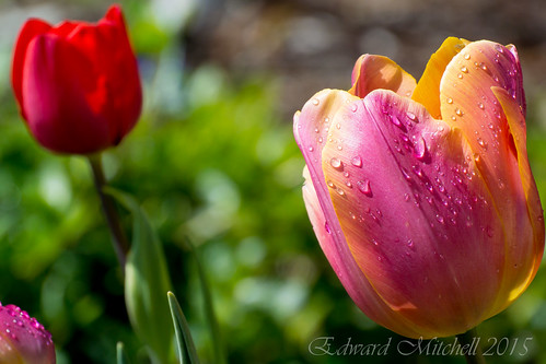 Red and Pink tulips, after a rain storm