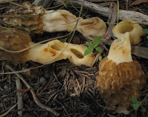 Mushrooms - Morels Courtesy Brandy McDaniel and Jacob Valdez FT