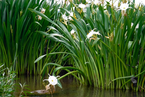 Lansford Canal Spider Lilies-63