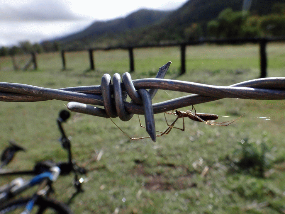 Spider on Barbed Wire