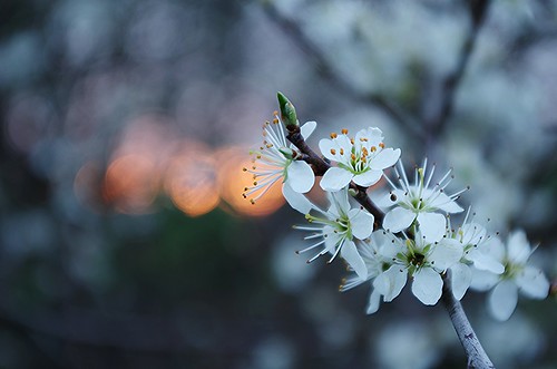 flowers sunset italy evening countryside spring pentax bokeh lazio k5 2015 whitethorn ξssξ®®ξ
