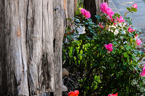 flowers garden outdoors spring colorful blossoms vegetation blooms springtime flowerbeds texashillcountry naturesbeauty springcolors springtimeintexas