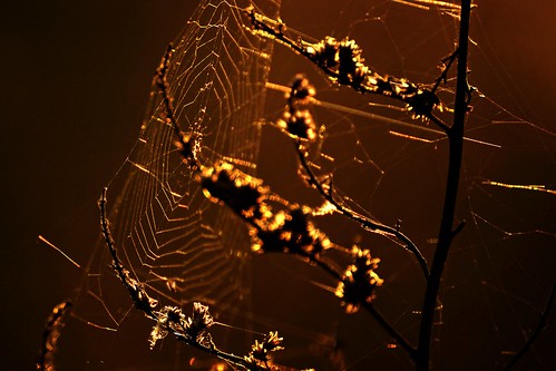 polska poland przyroda nature zachódsłońca sunset pajęczyna spiderweb zbliżenie closeup wiosna spring sony a77 beautifulearth