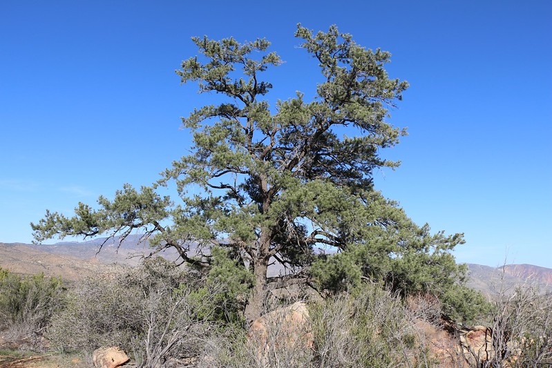 One lone pine tree out in the desert