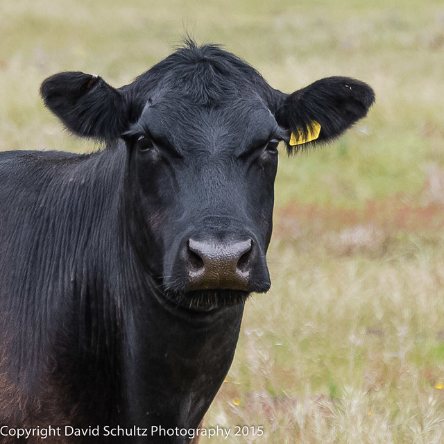 Black Angus Cow Portrait Flickr Photo Sharing!