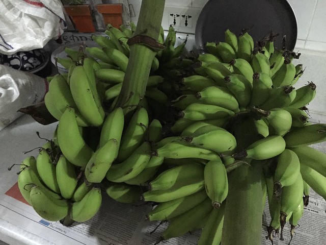 newly harvested bananas