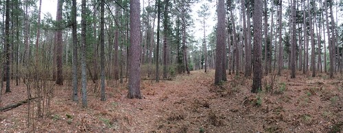 minnesota forest pano cfc redpine pinusresinosa cloquetforestrycenter