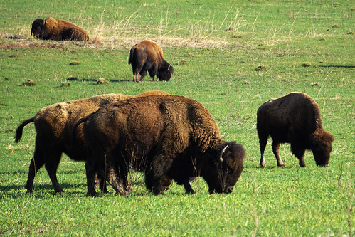 buffalo wildlife iowa bison herd refuge nealsmith nealsmithwildliferefuge nealsmithwildlife