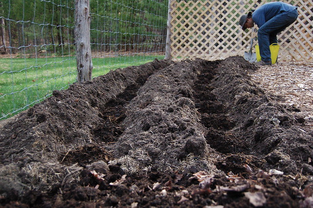Making hillocks of composted dirt in the two trenches for the asparagus crowns by Eve Fox, the Garden of Eating, copyright 2015