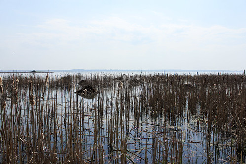 summer sky water reeds bright havanaillinois emiquonnationalwildliferefuge muskrathouses