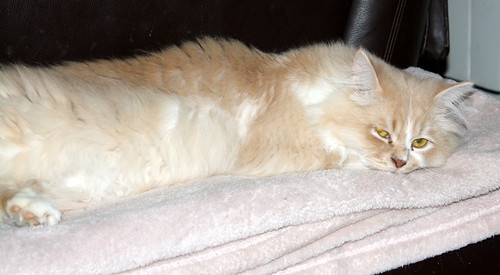 Persi, gato crudo y vainilla de pelo largo y ojos cobre APTO PARA PERROS, nacido en Julio´13, necesita hogar. Valencia. ADOPTADO. 17256758022_4df5db1c9c