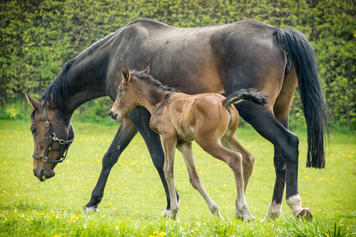 horse nature animal child sony natur mother happiness kind mutter pferd tier a77 foal glück fohlen