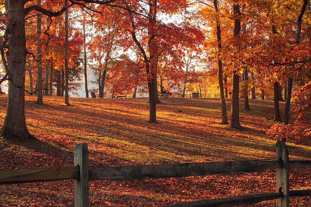 Peak color at Claytor Lake State Park, Virginia - this was taken October 30th!