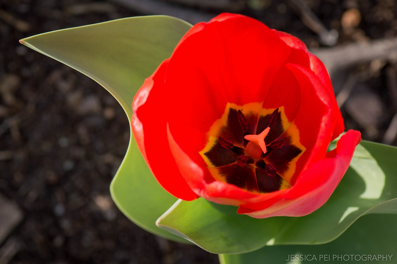 Red Tulip Macro Flower Photography