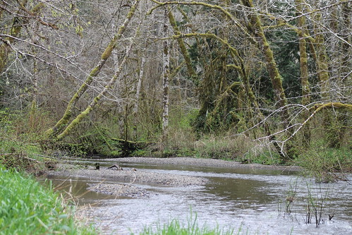 creek forest stream kennedycreek