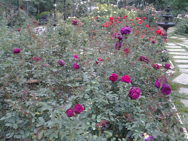 11301玫瑰花園