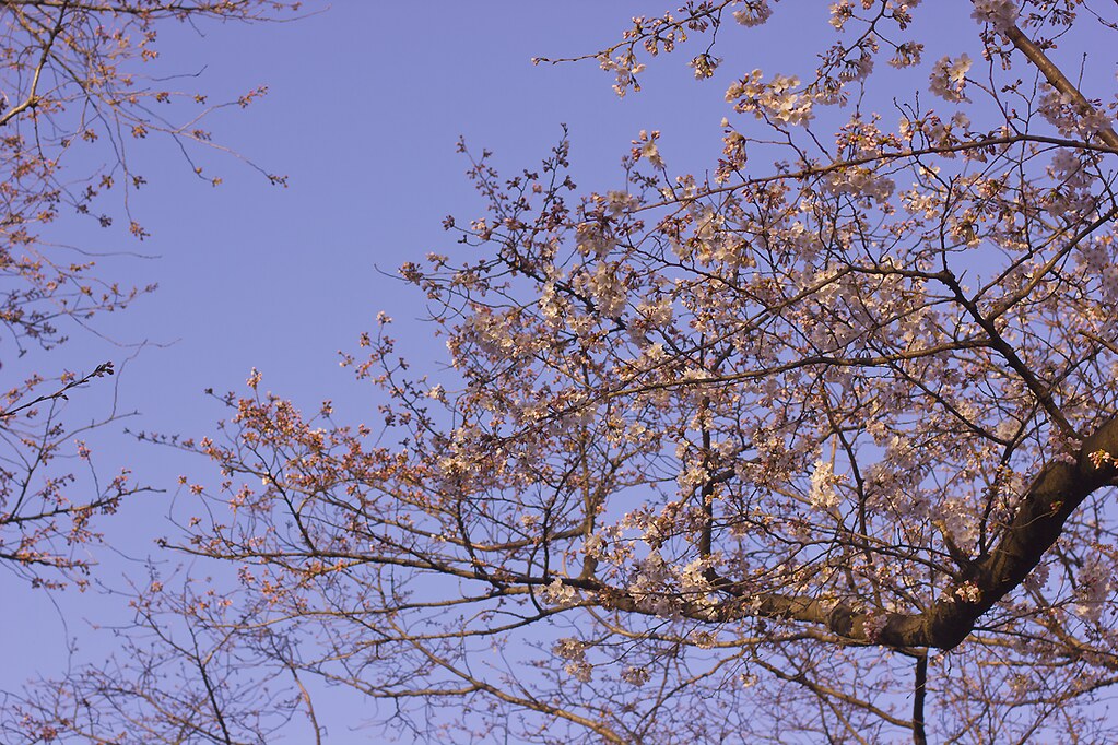 tokyo sakura cherry blossom festival laila tapeparade yoyogi park