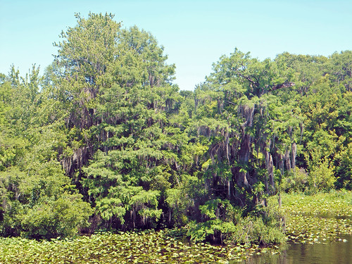 trees forest river landscape scenery florida spanishmoss dunnellon baldcypress