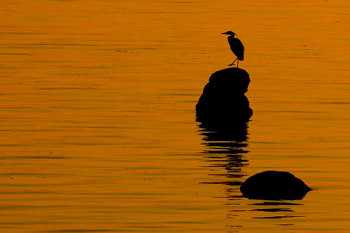 blue sunset orange usa fish bird heron beautiful beauty silhouette rock wow washington bestof thankful blaine foul customs nexuslane dexhorton
