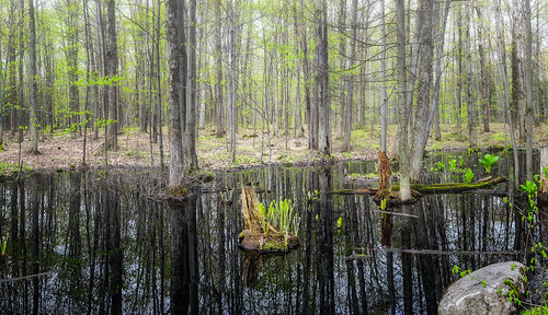 fern green forest spring pond swamp marsh refelction