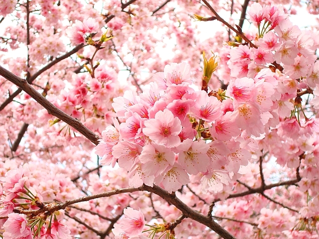 BENTLEY SPOTTING: Cherry Blossoms