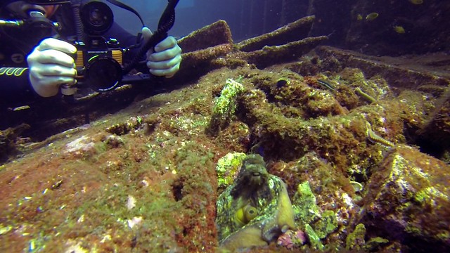 Octopus at Dori wreck