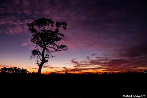 sunset cloud tree arbol atardecer nubes perquenco