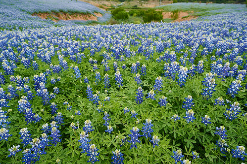 flower nature sunrise austin us spring texas unitedstates bluebonnet bloom hillcountry wildflower lupine laketravis spicewood muleshoebend